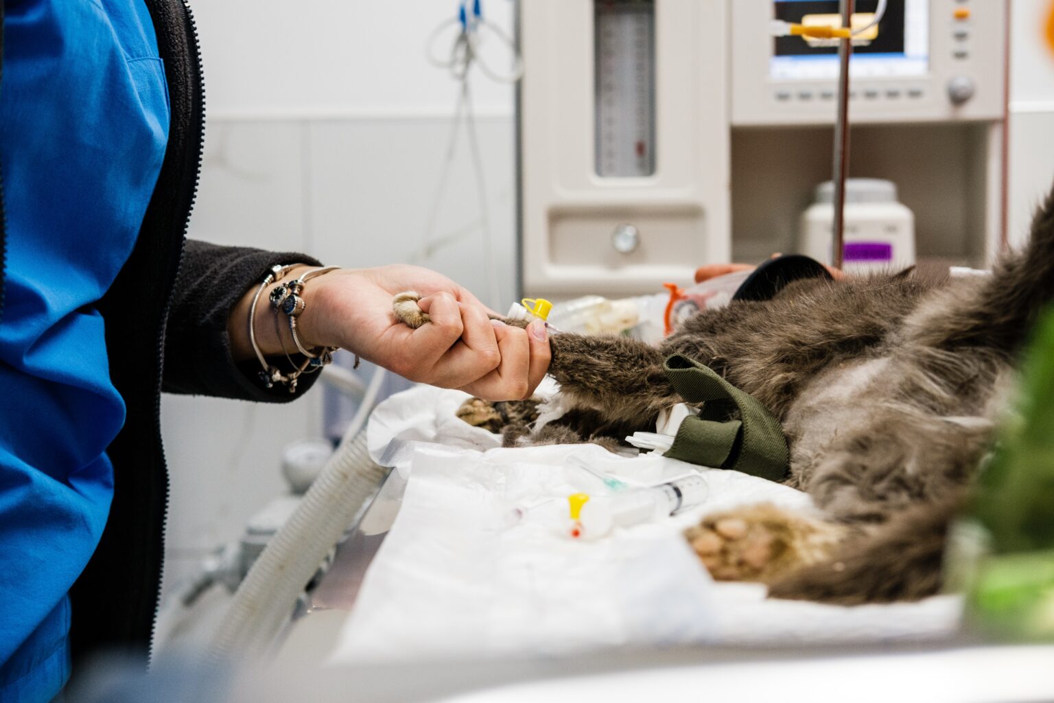 What to Expect at an Emergency Room Vet Visit | ER Express